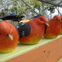 bird-control bird-control