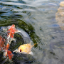 koi-pond-power-outage koi-pond-power-outage