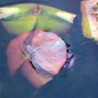 overwintering-waterlily overwintering-waterlily