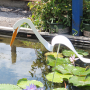 Dancing Egret