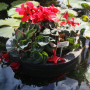 Floating Island