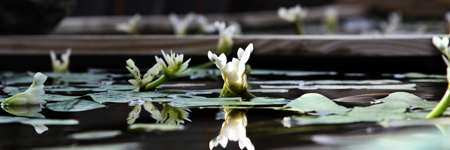 Hawthorne Reflections (WEB-SLIDER)