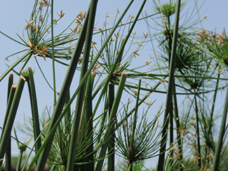 dwarf papyrus plant