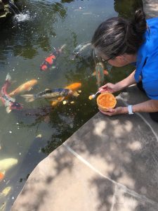 Healthy Treats for Koi and Goldfish - Nelson Water Gardens and Nursery