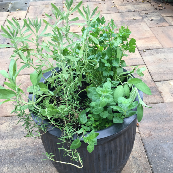 Parsley, Sage, Rosemary and..... - Nelson Water Gardens and Nursery