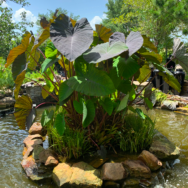 Fish food in, Plant tissue out Nelson Water Gardens and Nursery